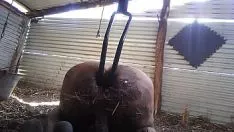 Jouer Orné par mon trou du cul