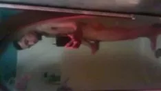 Abspielen Gac liebkosen