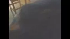 চালান পেটব্যাটস 2