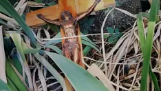 Redare Curva italiană se pișează pe un crucifix într-un cimitir desconsacrat